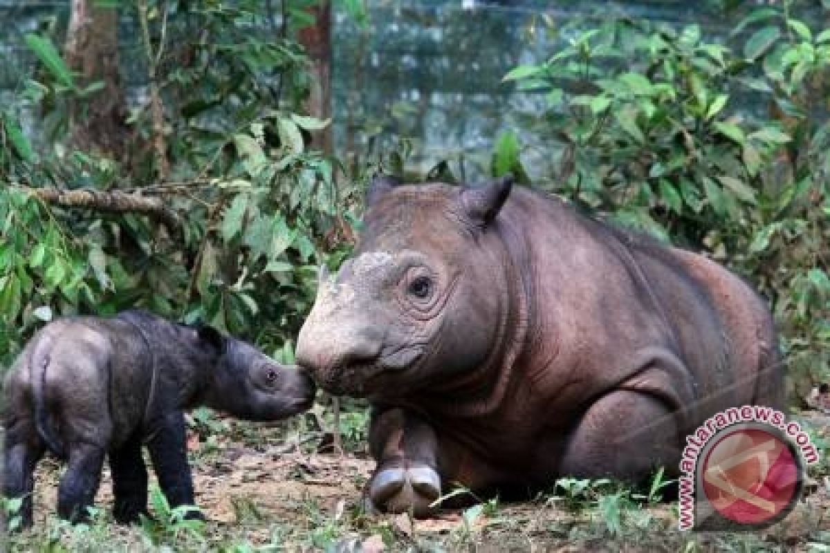 Jelajah badak sumatera tidak aman 