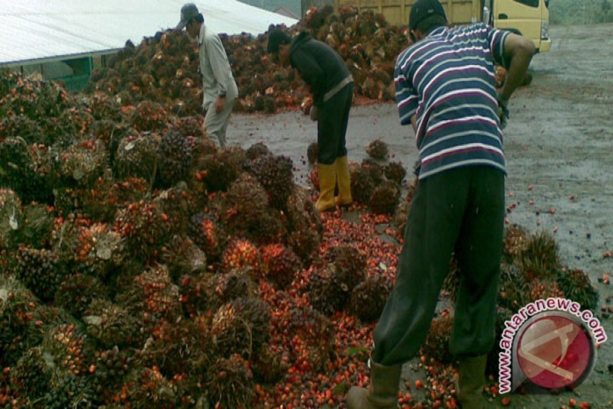 Oil Palm Farmers' Revenue Down in Kotabaru
