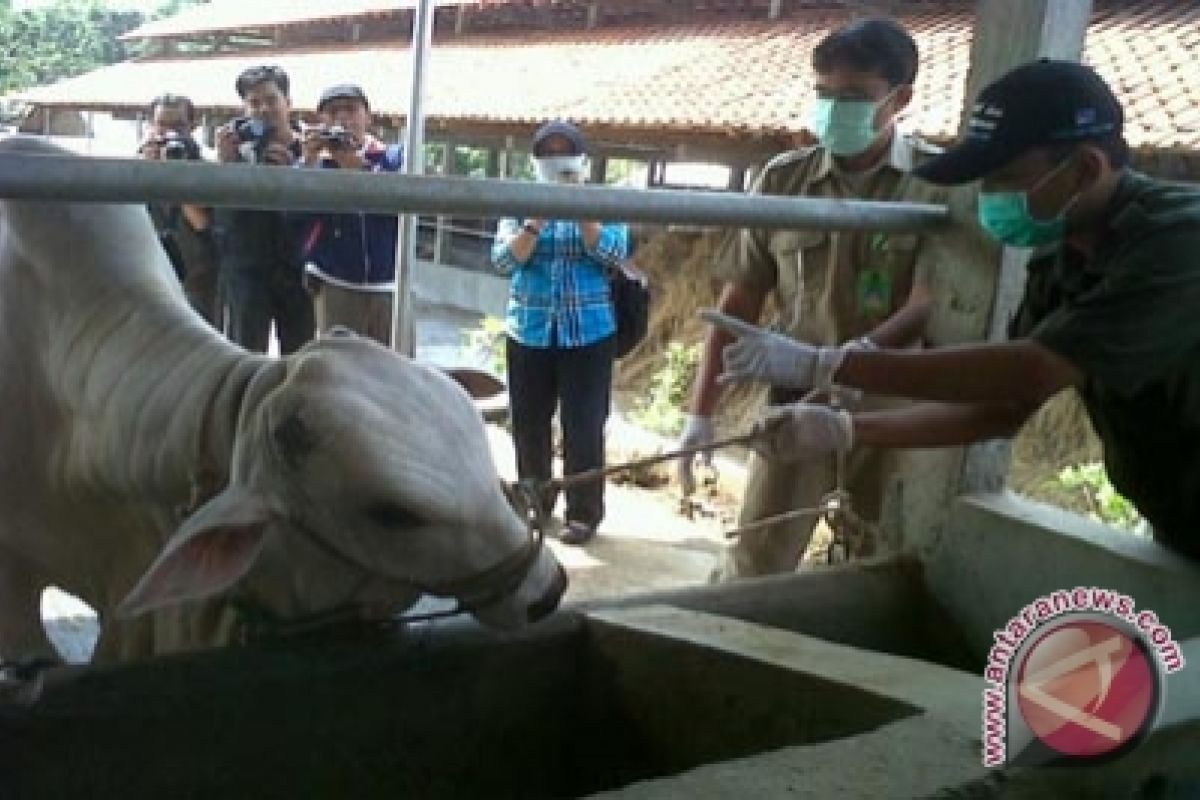 Disnak Gunung Kidul pantau kesehatan hewan kurban 