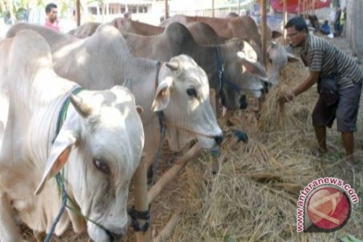 Presiden SBY Berkurban Seekor Sapi Berat 1 Ton