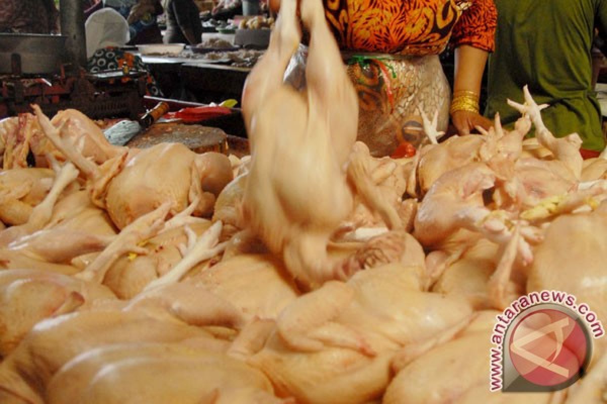 Pemerintah antisipasi lonjakan tinggi harga daging ayam