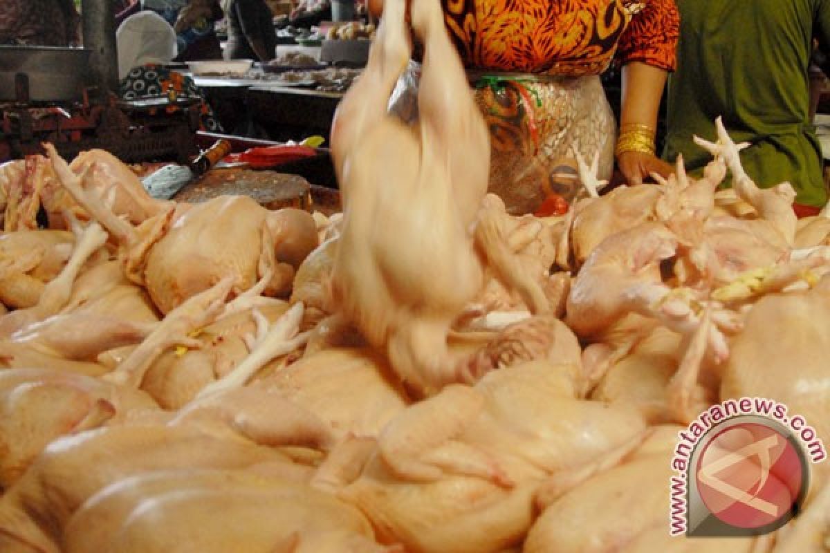 Harga ayam potong capai Rp42.000 per kilogram