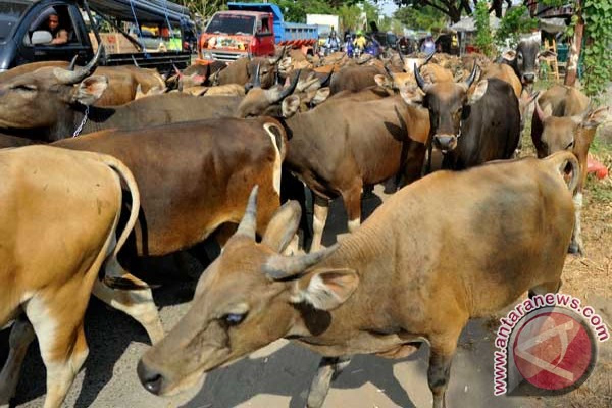 Sapi kurban ngamuk lukai dua warga