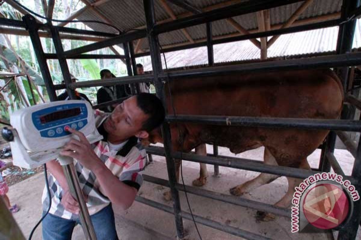 Pedagang kurban siap bersaing dengan lembaga penyalur