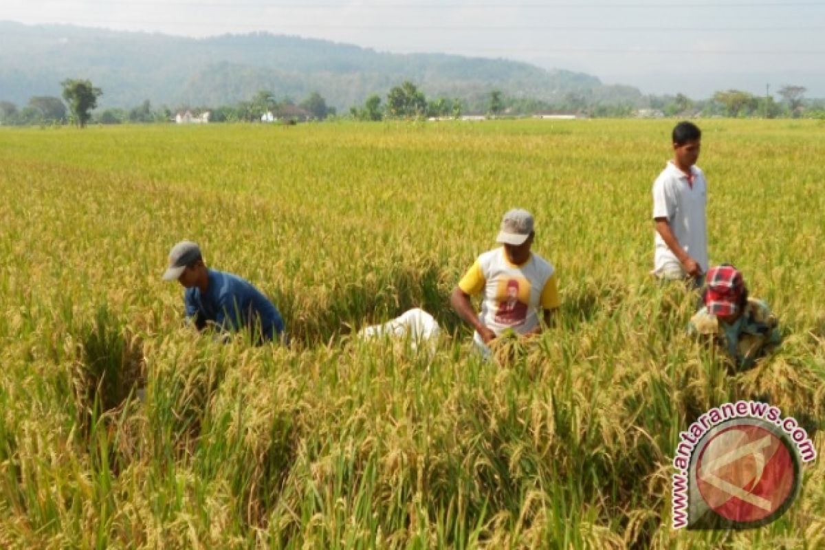 Kualitas gabah hasil panen di Penajam mulai membaik