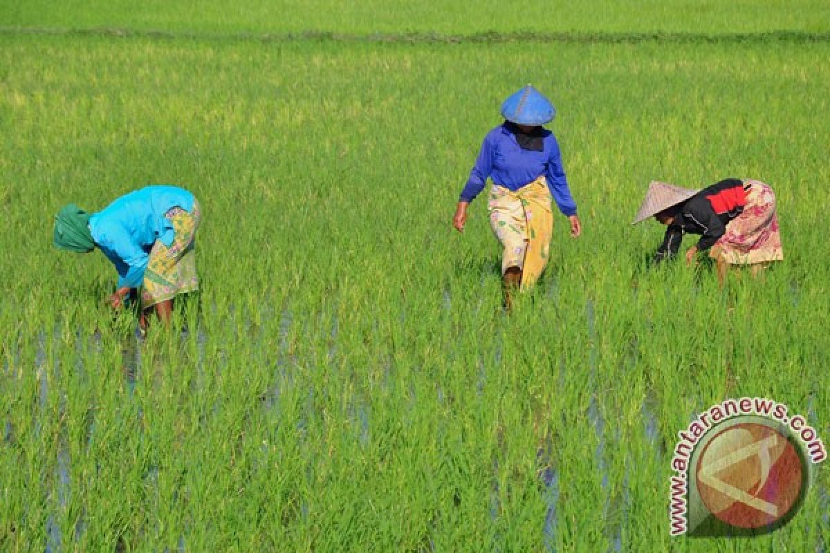 Malang segera  terbitkan perda lindungi sawah