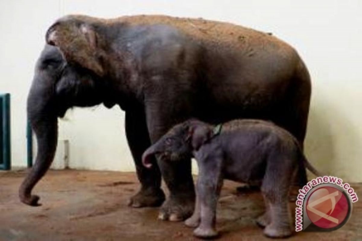 Gajah lahir di TSI Cisarua