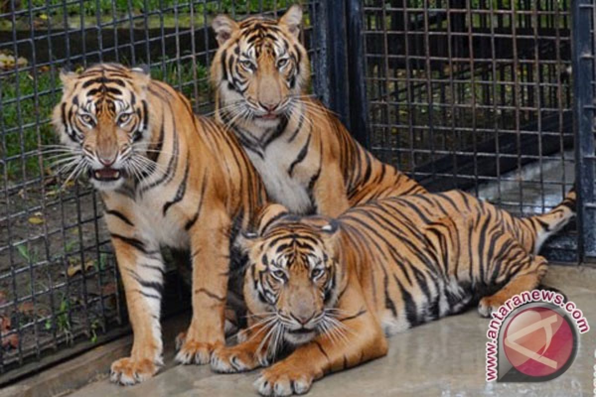 Harimau Sumatera tinggal 100 ekor 