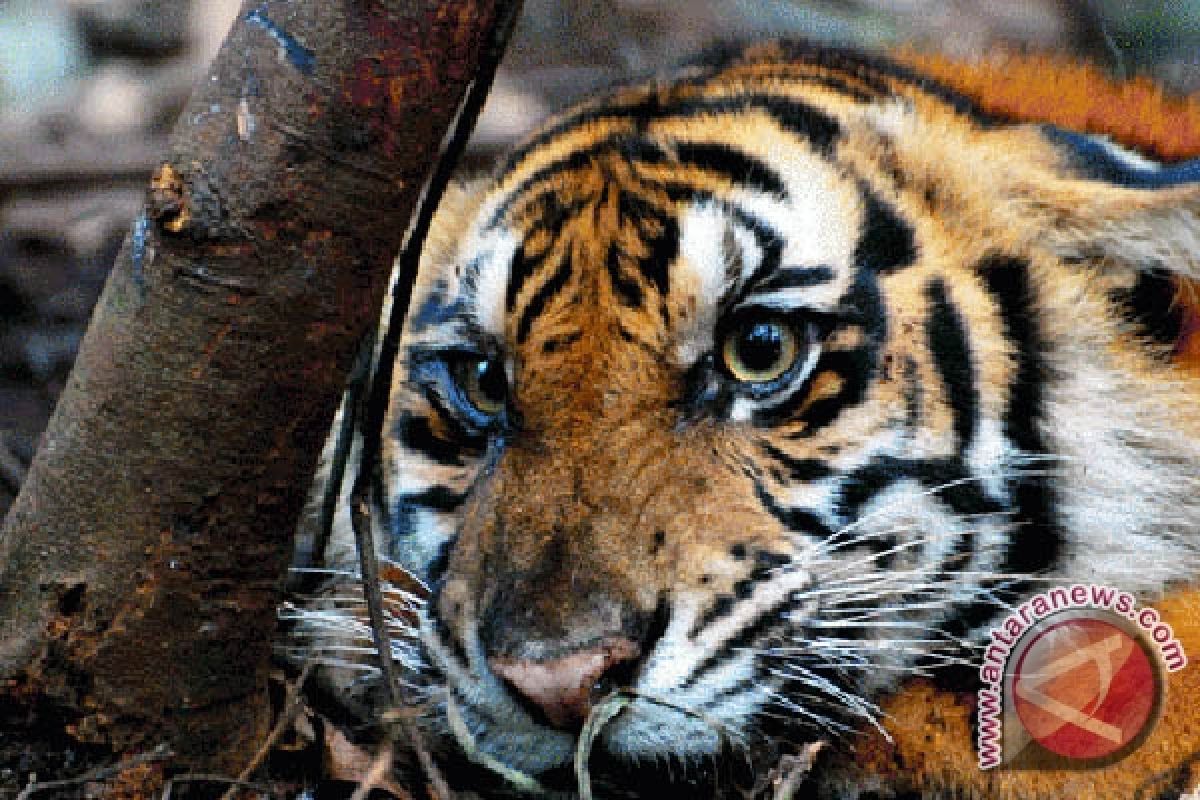 Harimau sumatera resahkan warga Agam