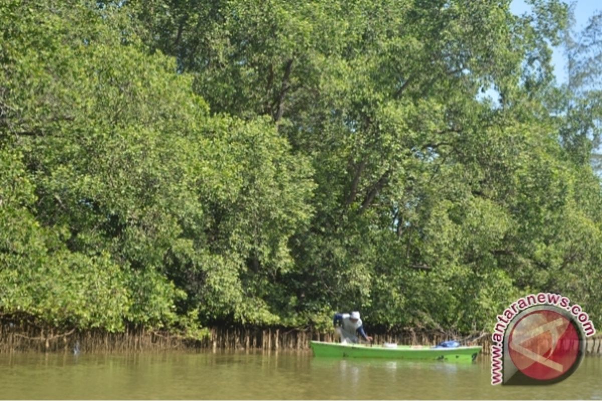 Cuaca ekstrem ancaman pelestarian mangrove Bengkulu