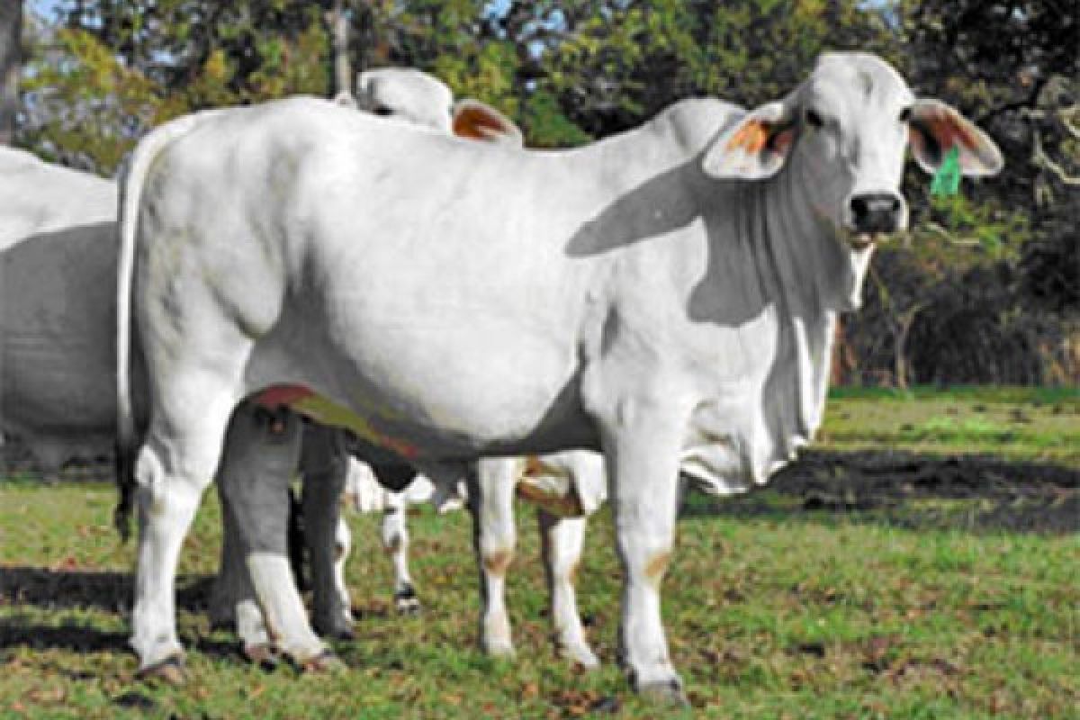 Agam Predicts Beef Cattle Transaction Value To Reach Rp9.47 Billion