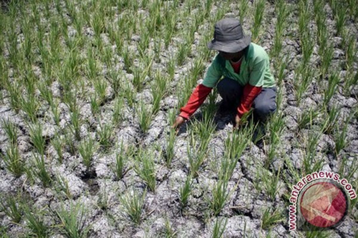 Ribuan hektare sawah di Kulon Progo gagal tanam