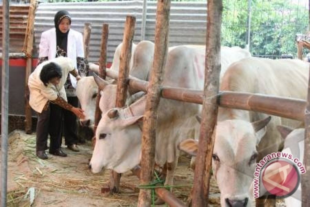 Karantiana Pangkalbalam Jamin Kesehatan Hewan Kurban