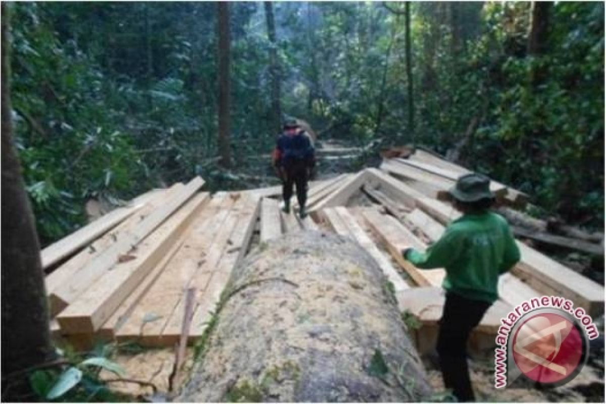 Tim temukan 792 batang kayu ilegal