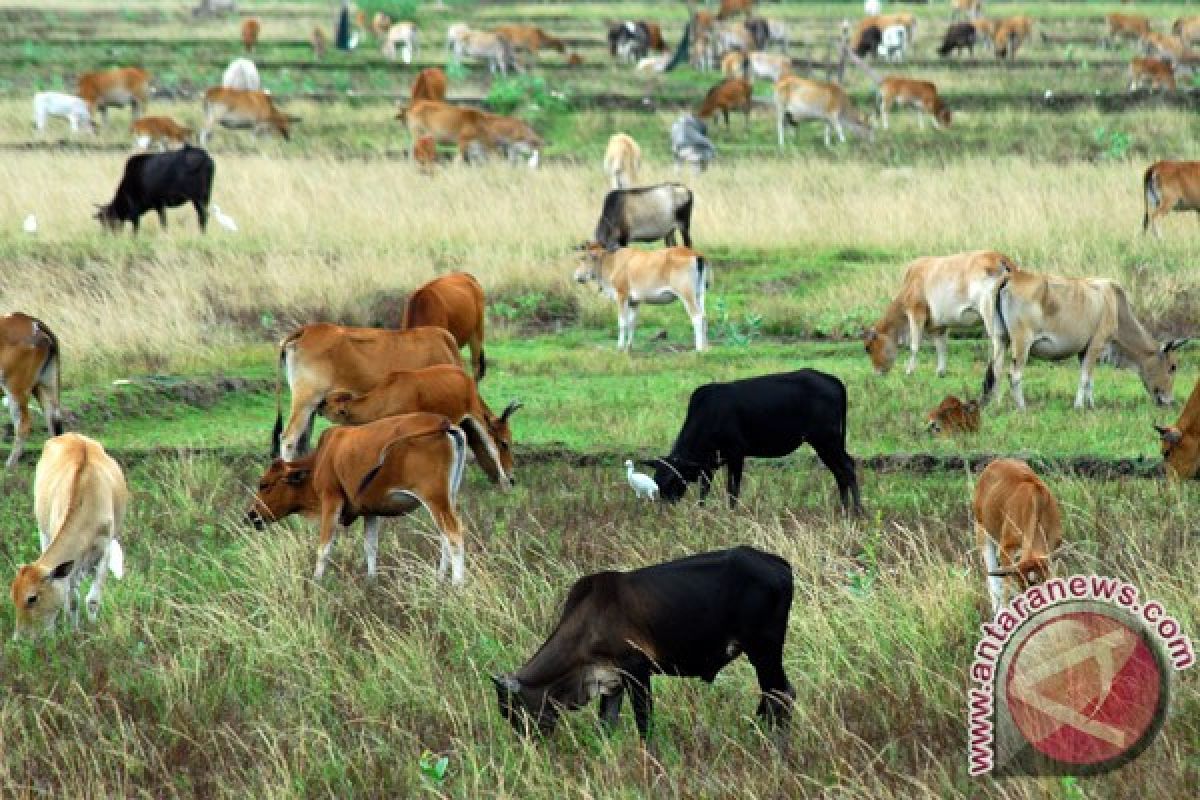 NTT kembangkan ternak sapi senilai Rp16,5 miliar