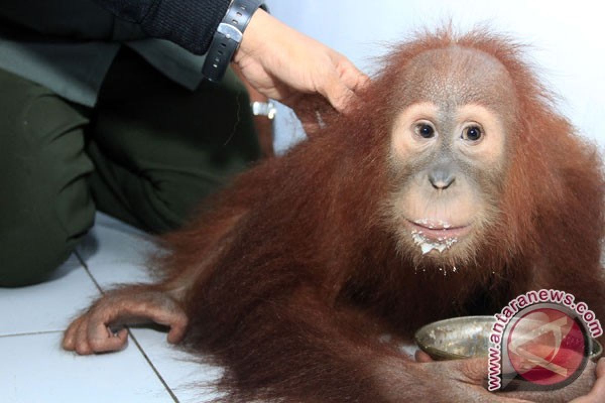 Kabakaran hutan sebabkan orang utan punah