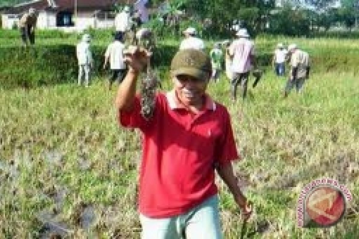 Babinsa musnahkan hama tikus di sawah petani