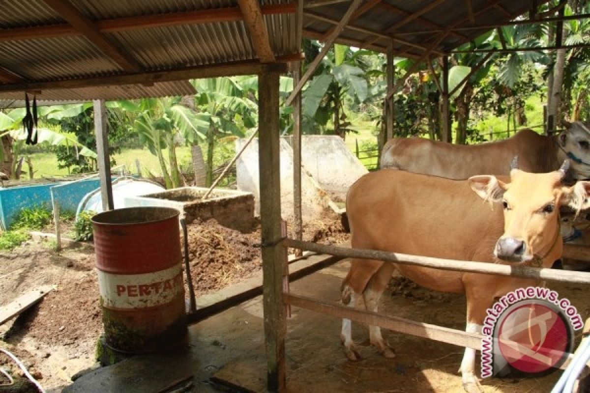 Dua Kampung di Kutai Barat Ingin Jadi Sentra Sapi