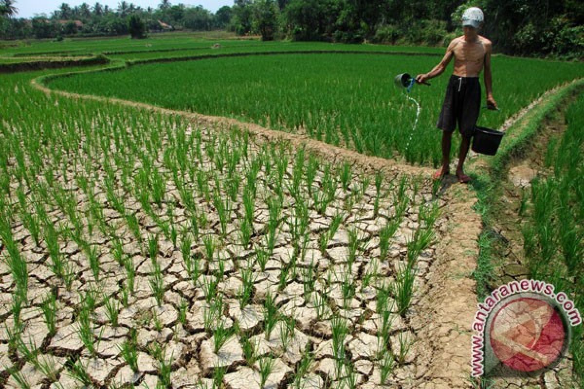 Oktober-Maret 39.532 ha lahan padi puso