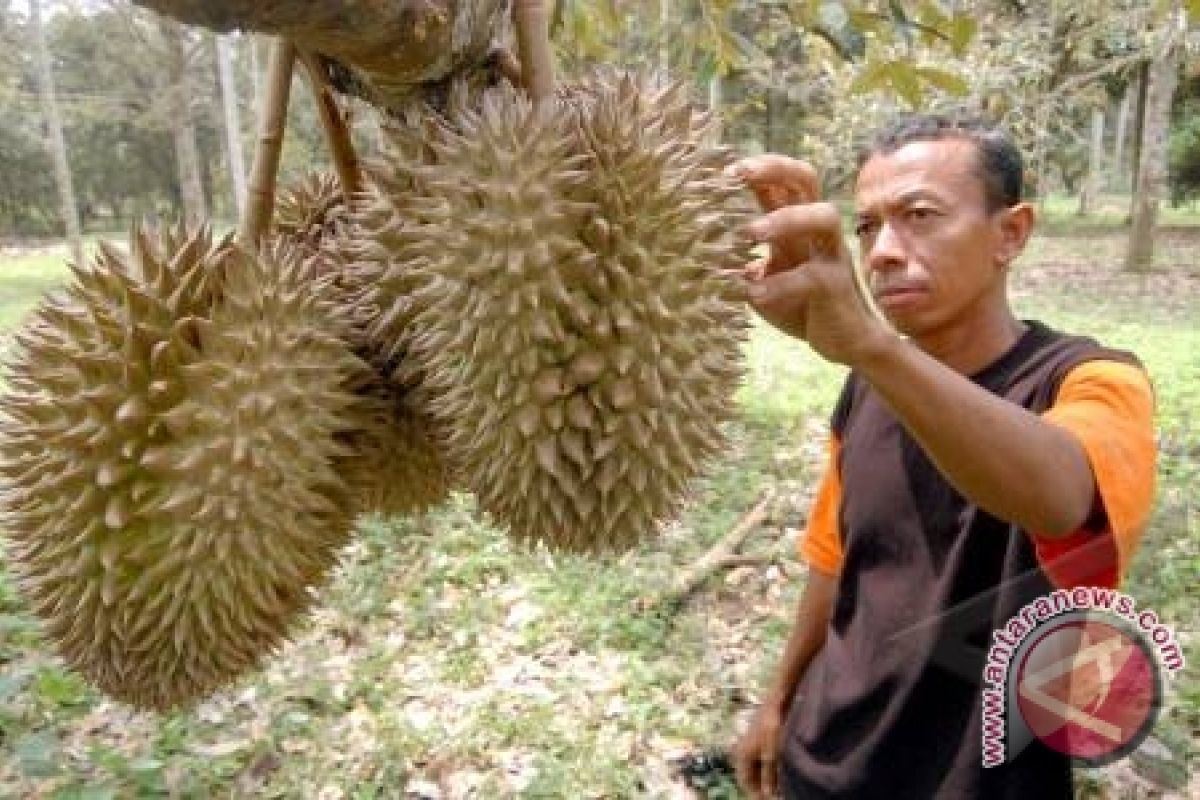 Bangka Barat Fokus Kembangkan Durian Unggul Lokal