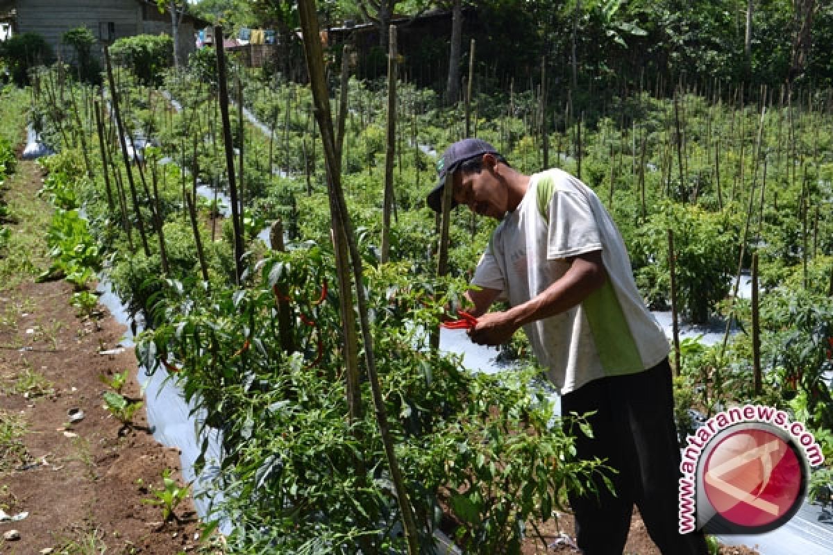 Harga Cabai Hiyung Rp80 Ribu Perkilogramnya