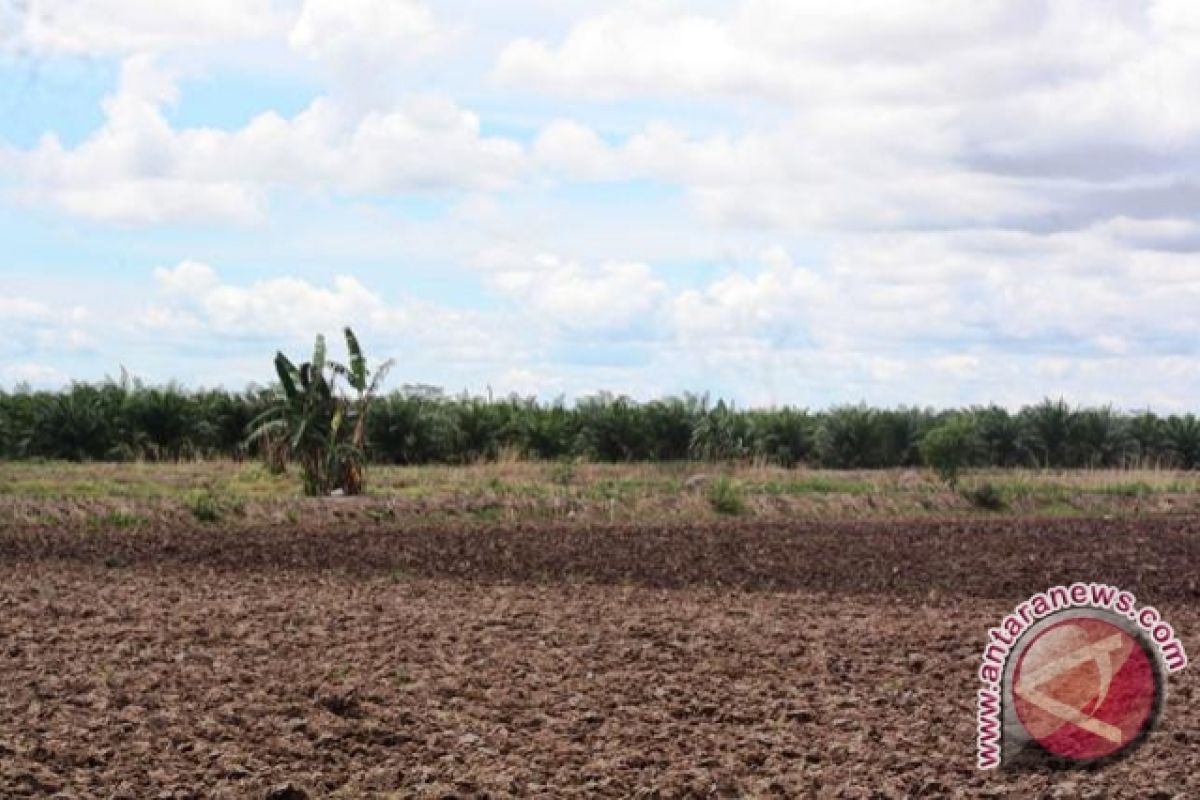 70 Hektare Sawah Dikonversi Menjadi Kebun Sawit