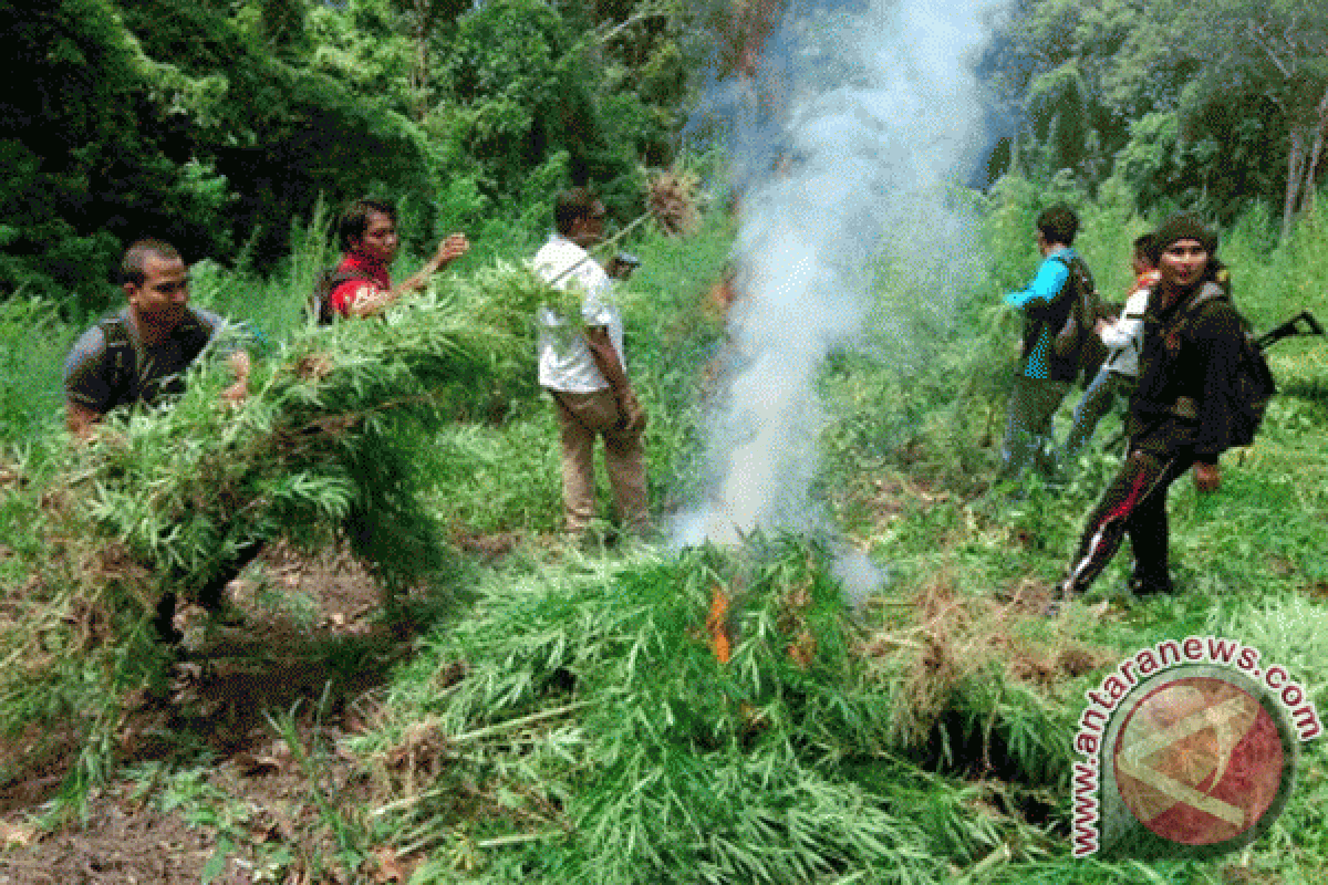 5.000 batang tanaman ganja temuan aparat dimusnahkan