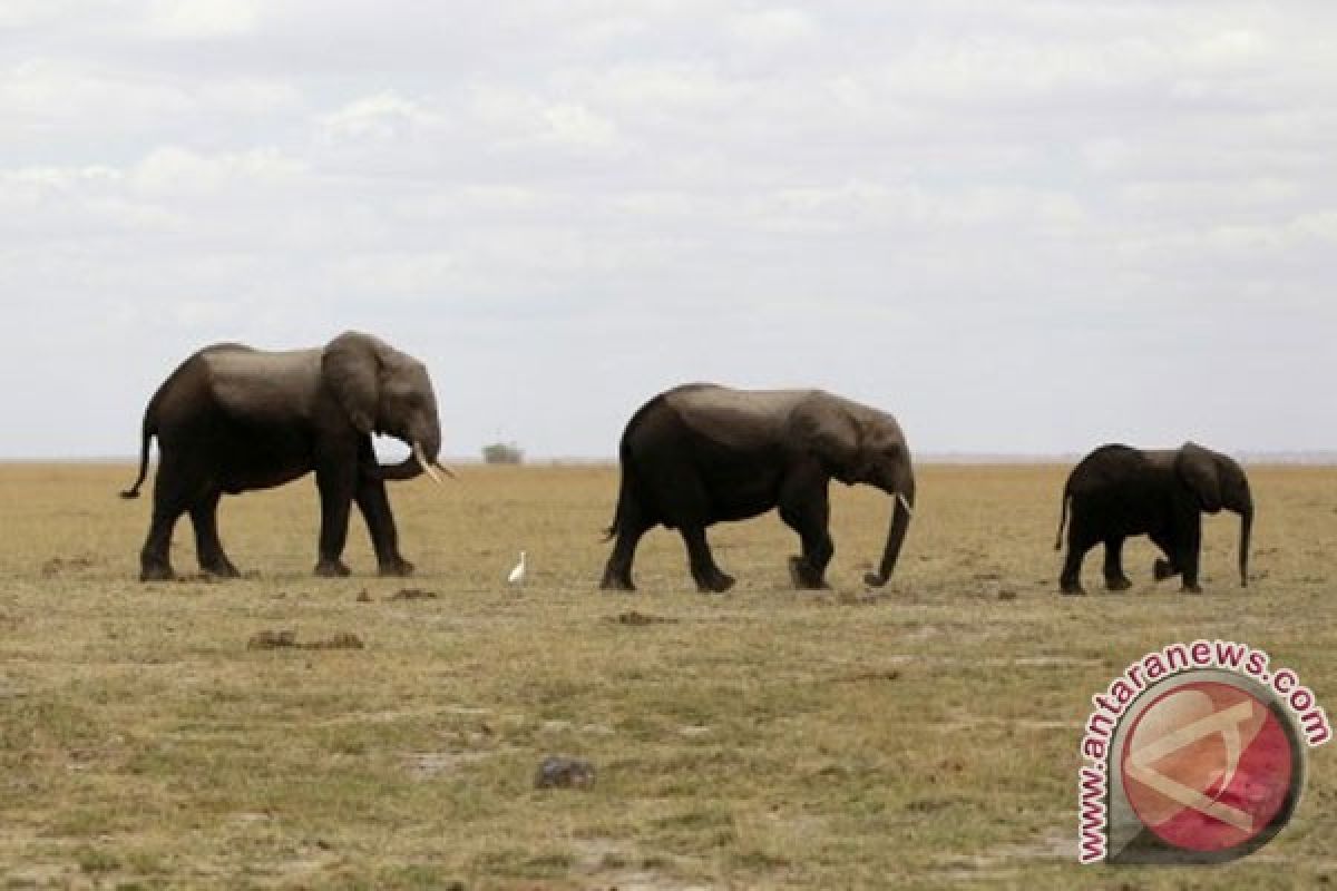 Tanzania menyita gading yang diduga berasal dari 117 gajah liar