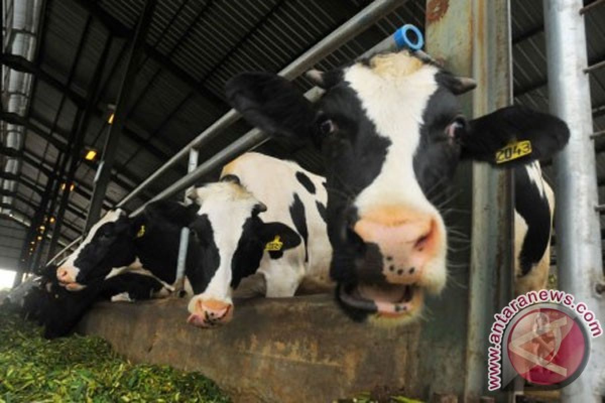 Peneliti Jerman kembangkan beternak sapi perah