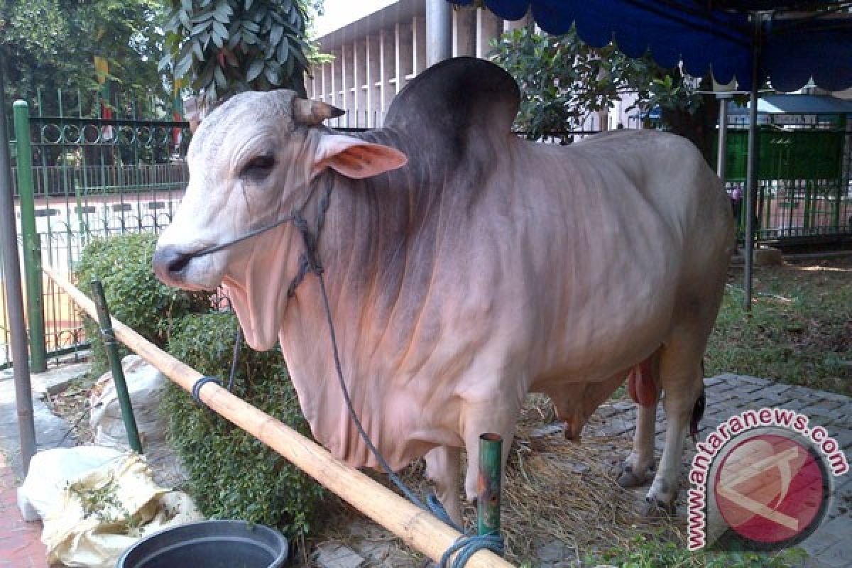 Ditjen Peternakan kembangkan sapi unggulan