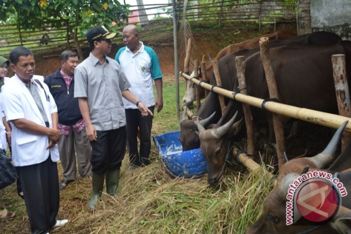Pemkab Bengkulu Selatan luncurkan aplikasi jual beli hewan kurban