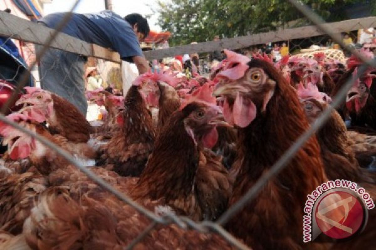 Pedagang Palu datangkan ayam dari luar daerah untuk hadapi Natal