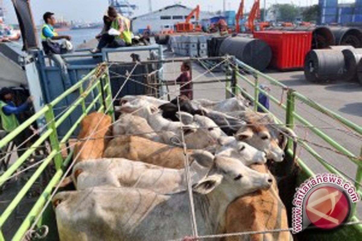 4.000 Sapi Kurban Banjarmasin Dipastikan Sehat 