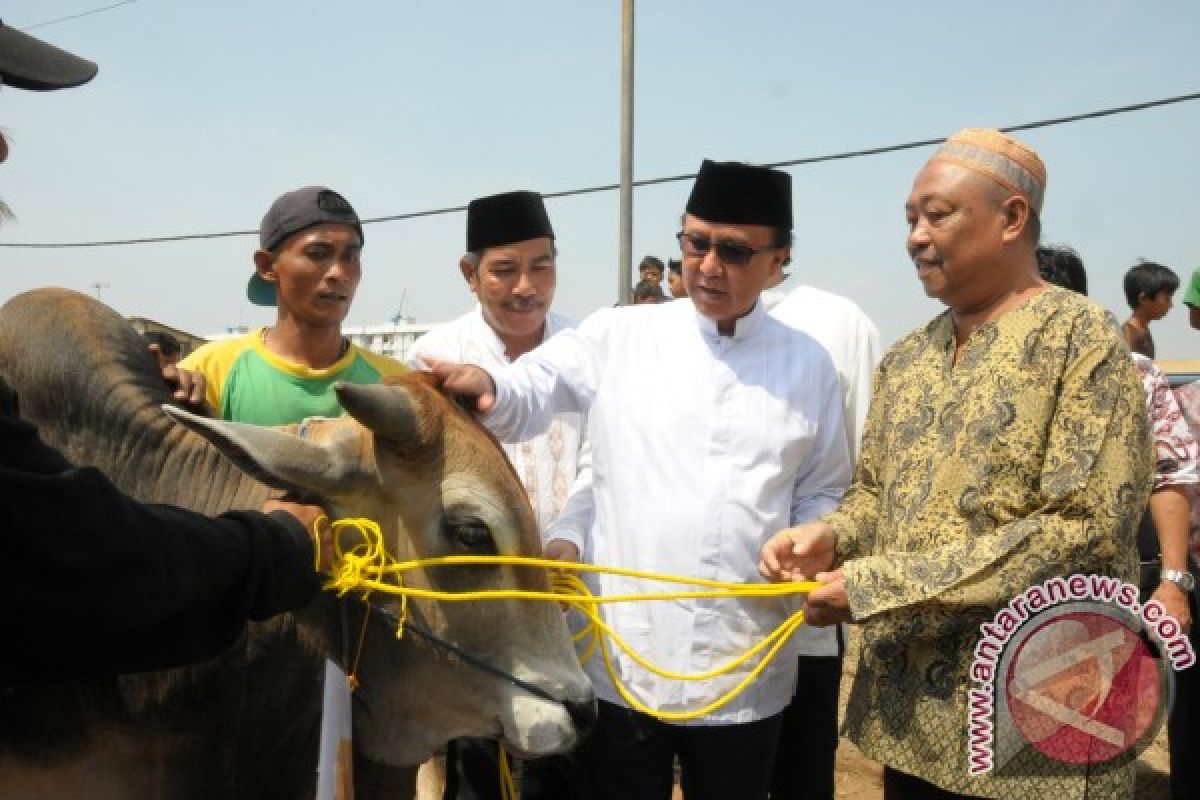 MKP menyerahkan sapi kurban di Cilincing Jakarta Utara