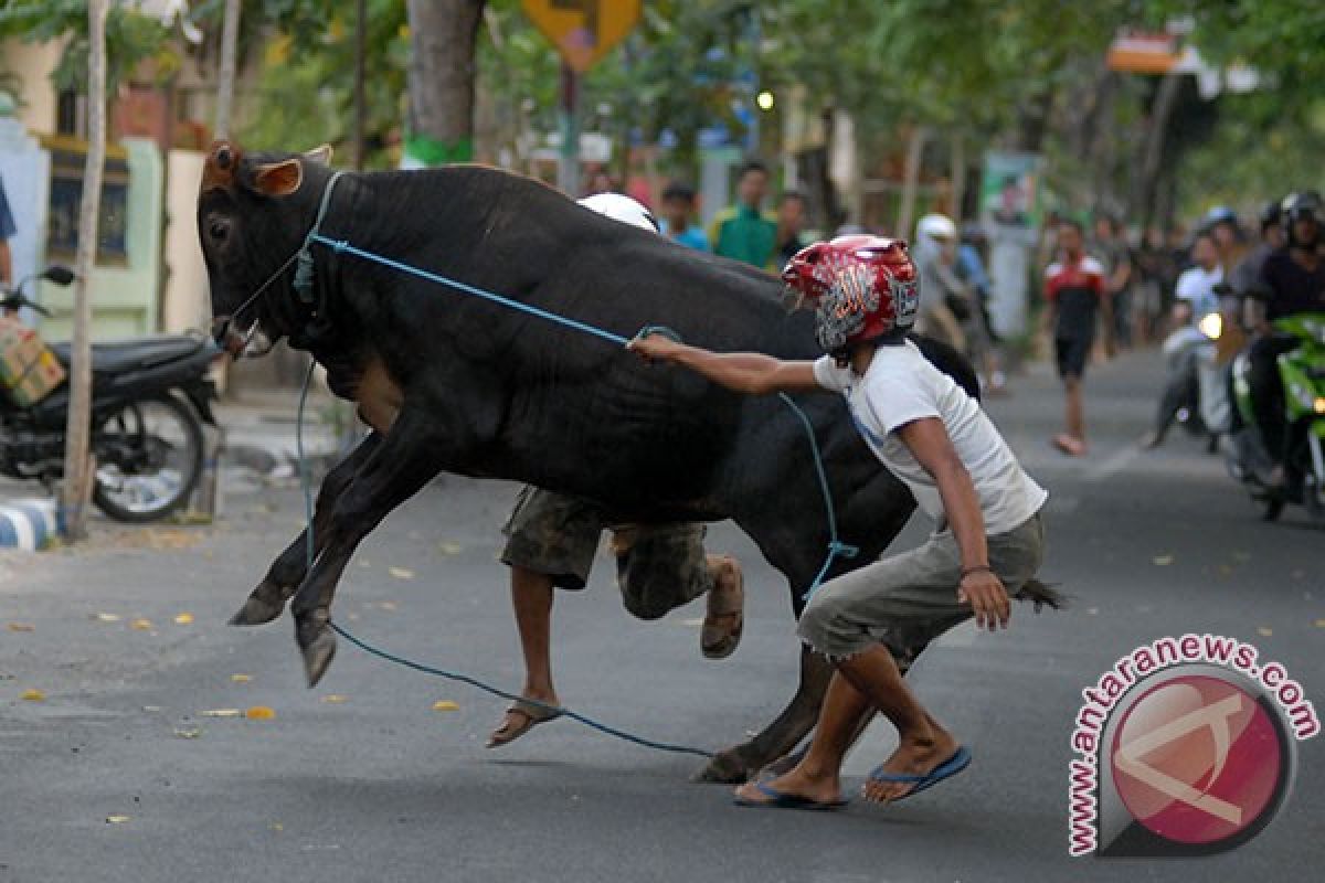 Polisi jinakkan sapi mengamuk di Mapolres