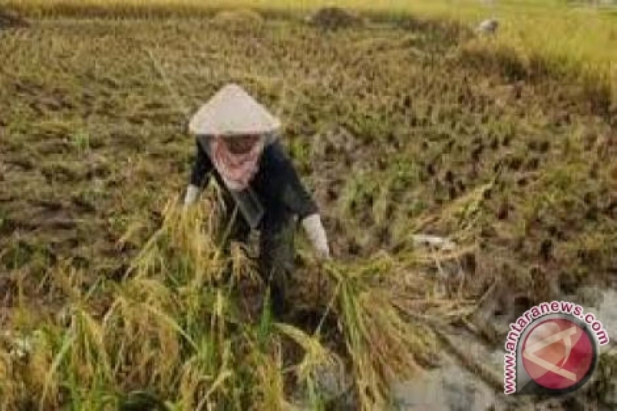 Pemkab Parigi Moutong Berdayakan Buruh Tani 