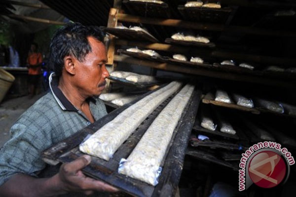 Warga Warungboto Yogyakarta produksi tempe 100 meter