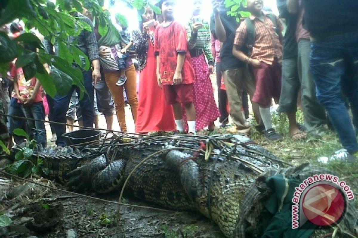 Warga Sungai Kakap Tangkap Buaya Seberat 300 Kg