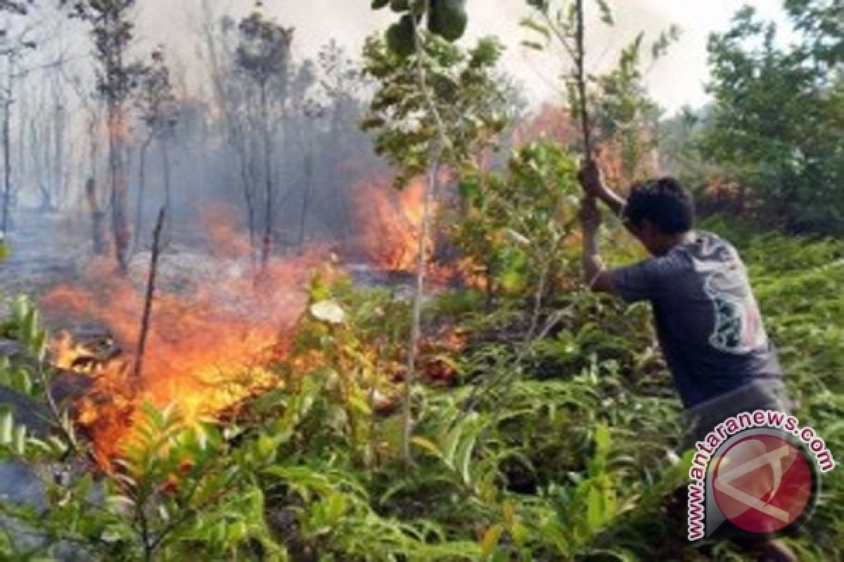 Puntung Rokok Bisa Sebabkan Kebakaran Lahan