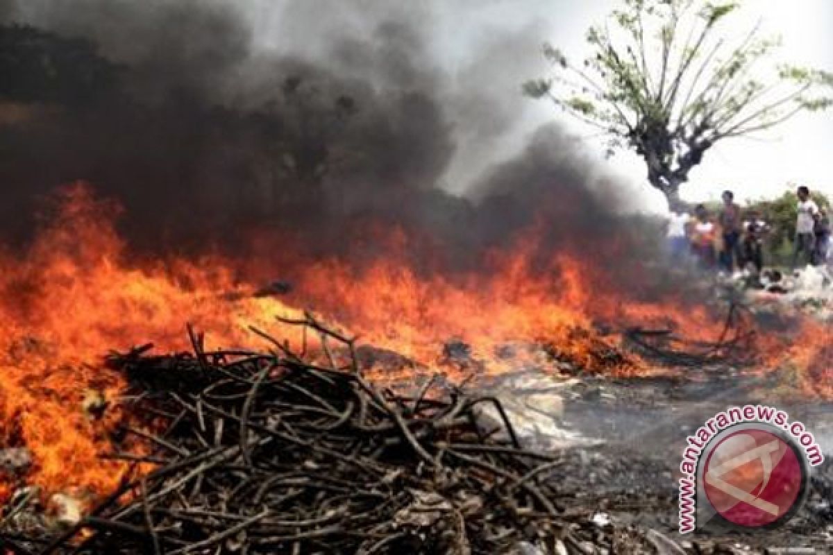 Puluhan Hektare Lahan Di Kalsel Terbakar 