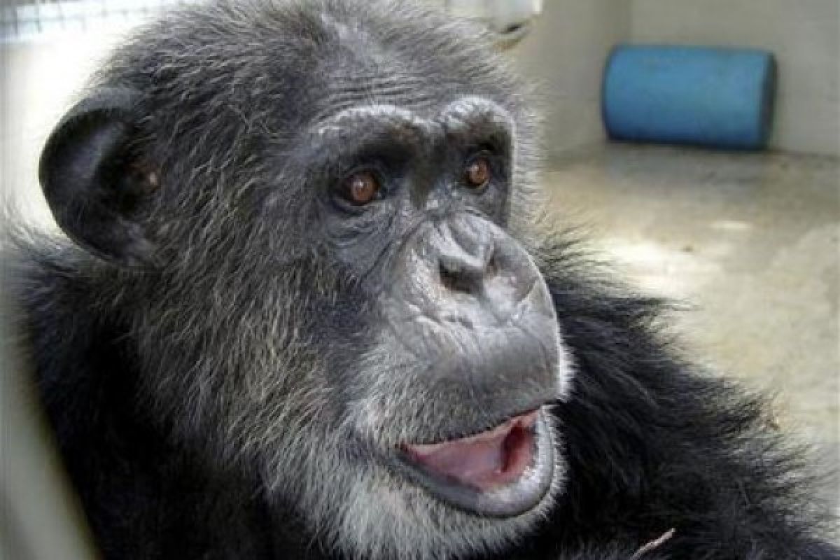 Studi: seperti manusia, simpanse bisa tersenyum secara diam-diam