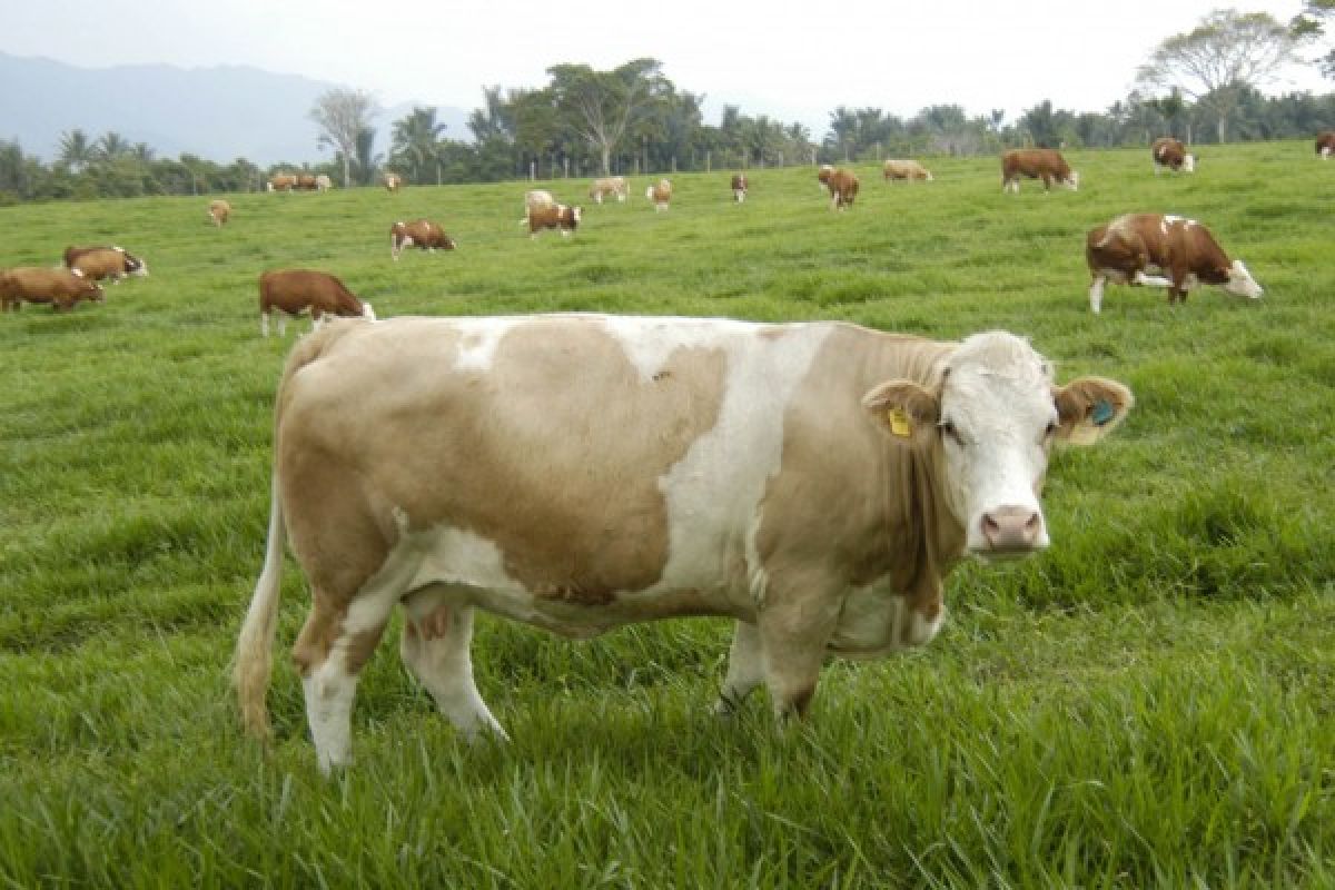 Peternak di Payakumbuh hanya mampu memenuhi 30 persen kebutuhan sapi kurban