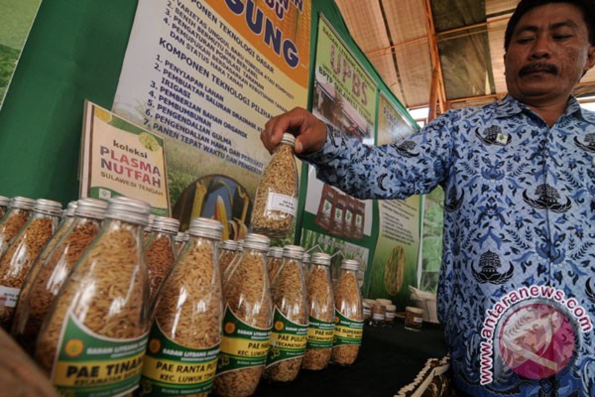 IRRI temukan gen untuk tingkatkan hasil padi