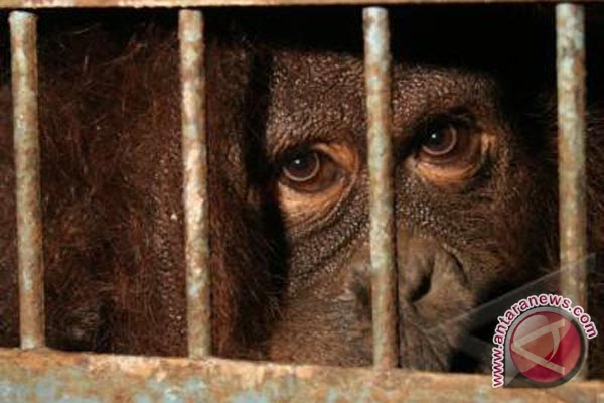 Orangutan nyasar ke pemukiman penduduk Kotawaringin Timur