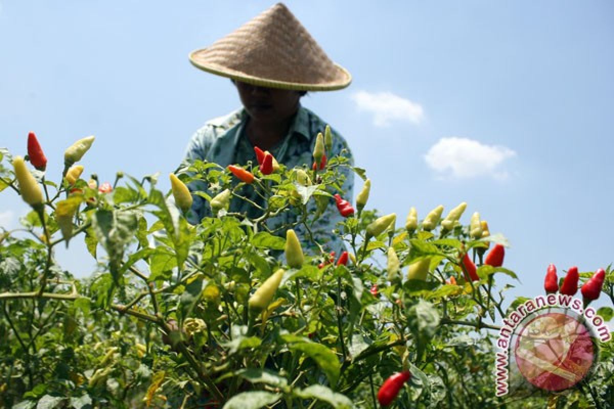 Gubernur Sumbar dukung gerakan menanam sejuta cabe