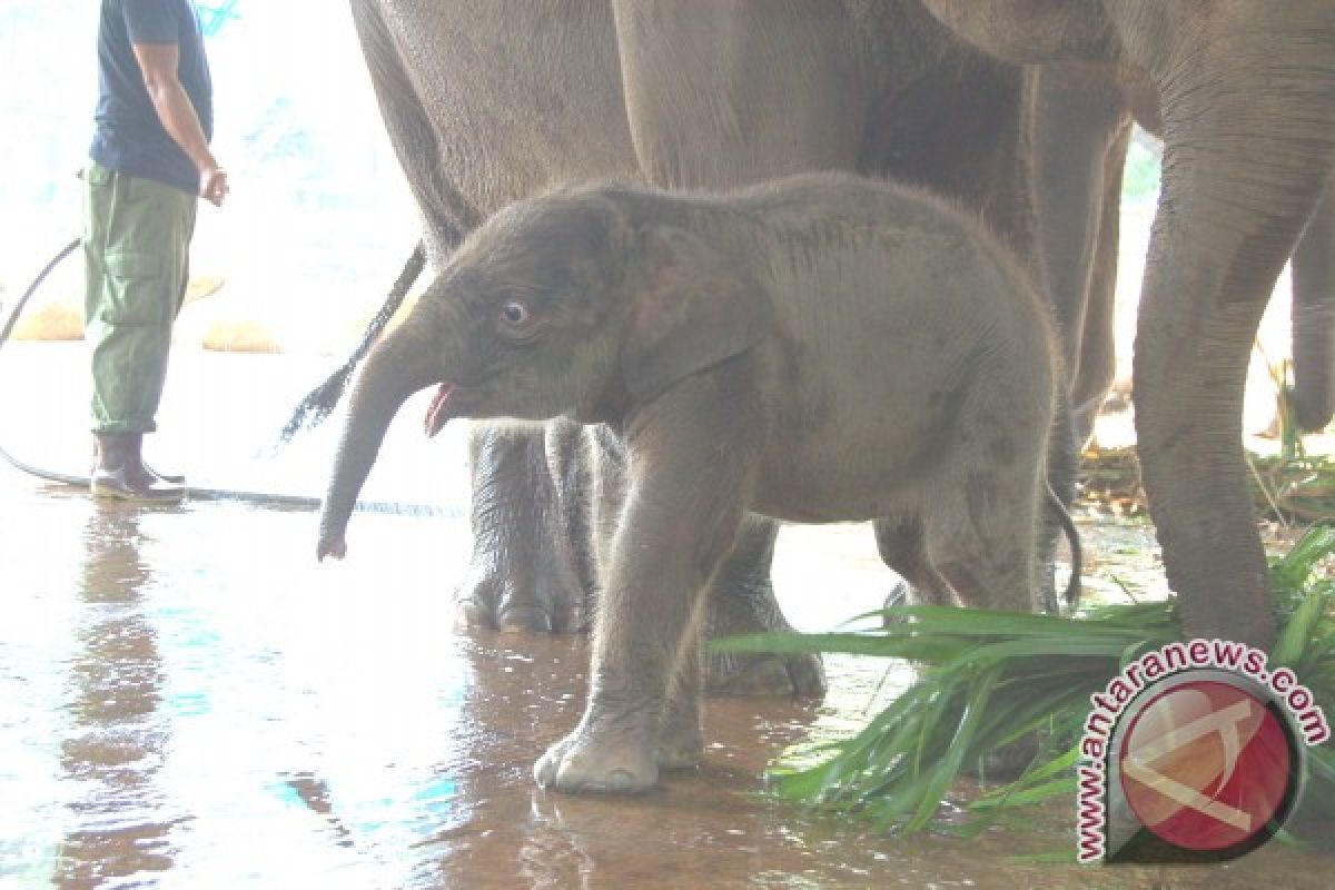 Bayi gajah sumatera lahir di Ragunan