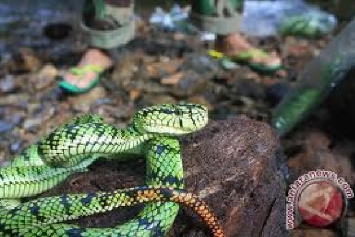 Tukli fohishalar porno