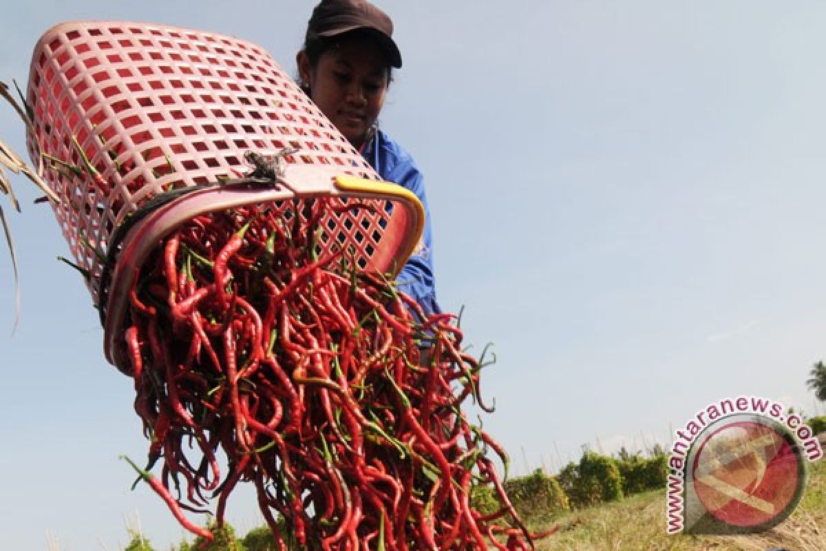 Harga cabai merah keriting turun drastis