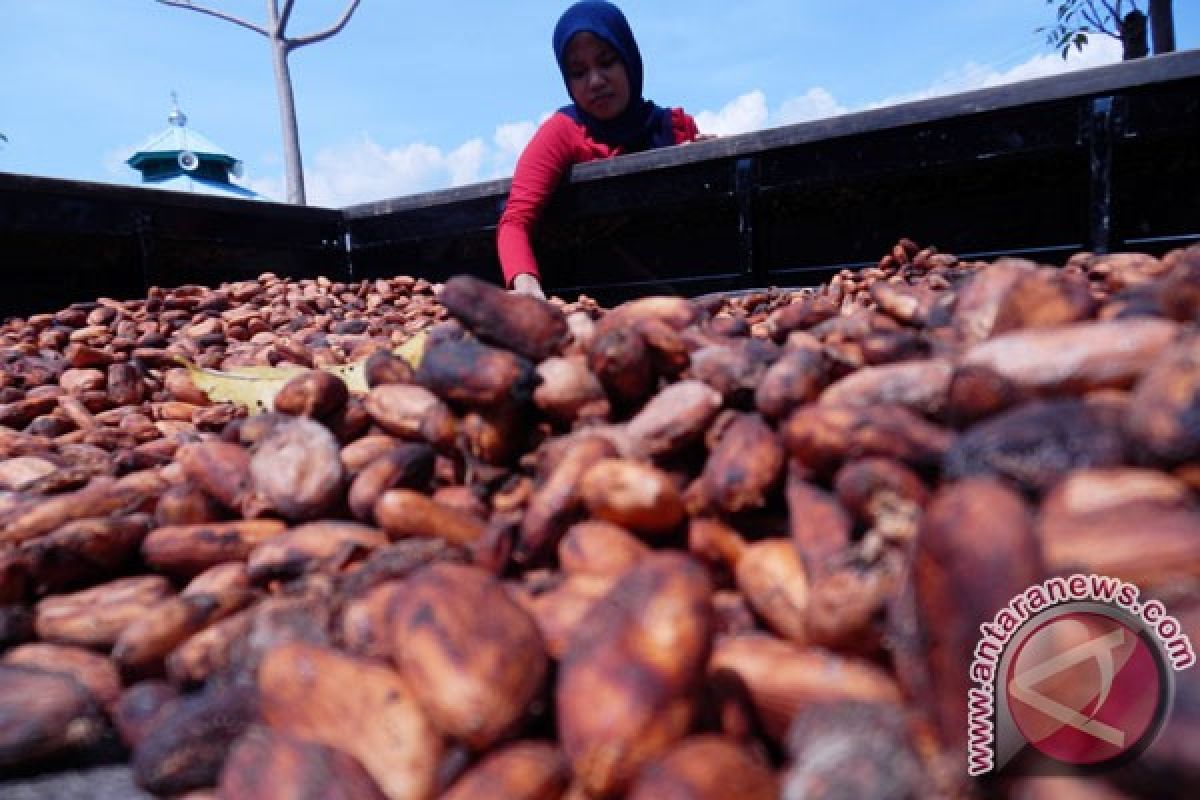 Sulbar bangun gudang fermentasi kakao