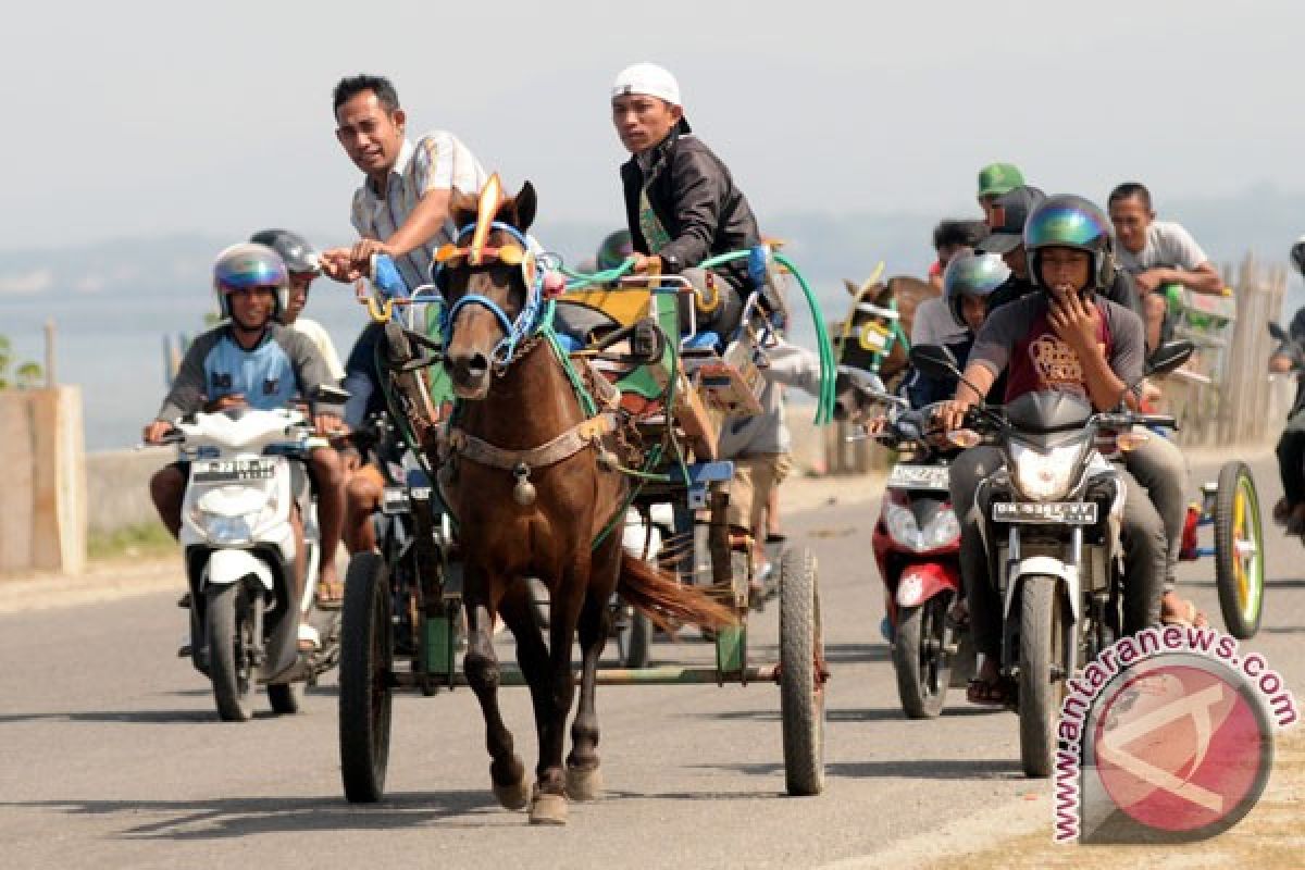 126 dokar meriahkan pembukaan Festival Teluk Palu